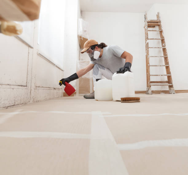 Best Basement Mold Removal  in USA