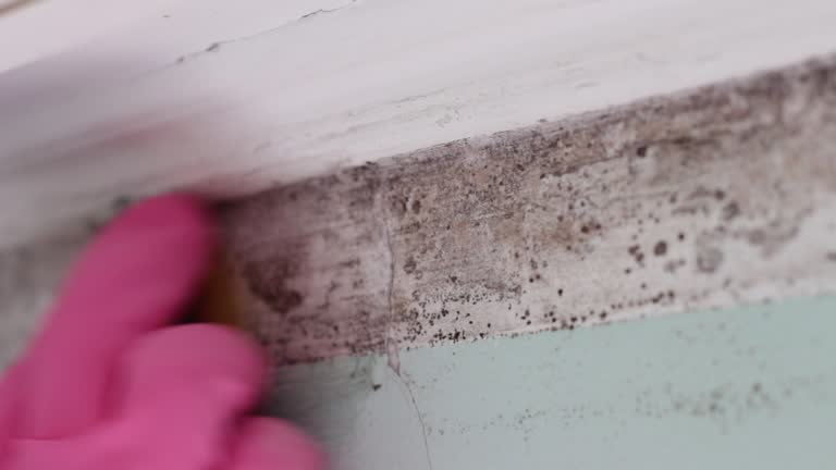 Best Mold Remediation for Rental Properties  in USA